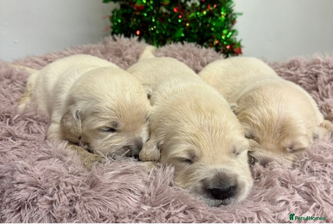 Golden Retriever dogs for sale: KC Golden Retriever Puppies for sale - Advert 3
