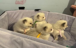 Ragdoll cats for sale: Three beautiful blue ragdoll kittens  - Image 4
