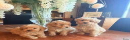 Mixed Breed dogs for sale: RARE STUNNING cute F1 cairn-oodles ❤️🐾 - Advert 11