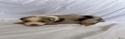 Australian Shepherd dogs for sale: Australia shepherd kc puppies 4 girls  - Advert 9
