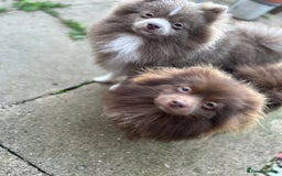 Pomeranian dogs for sale: Adorable pair of 1 year old Pomeranian boys!  - Image 14