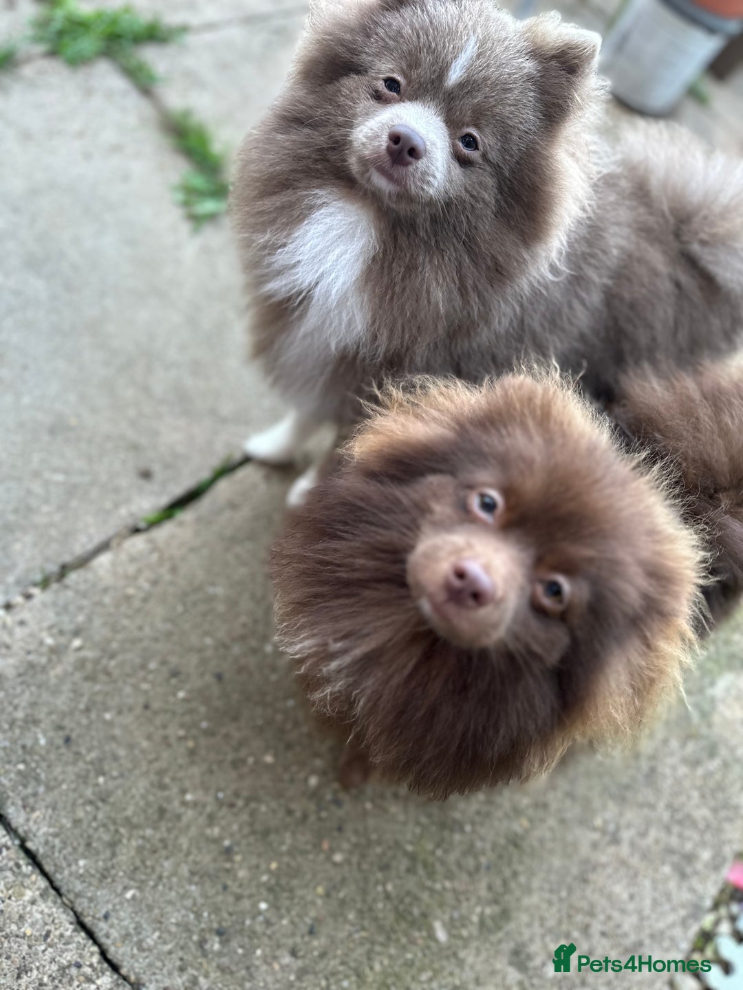 Pomeranian dogs for sale: Adorable pair of 1 year old Pomeranian boys!  - Image 14