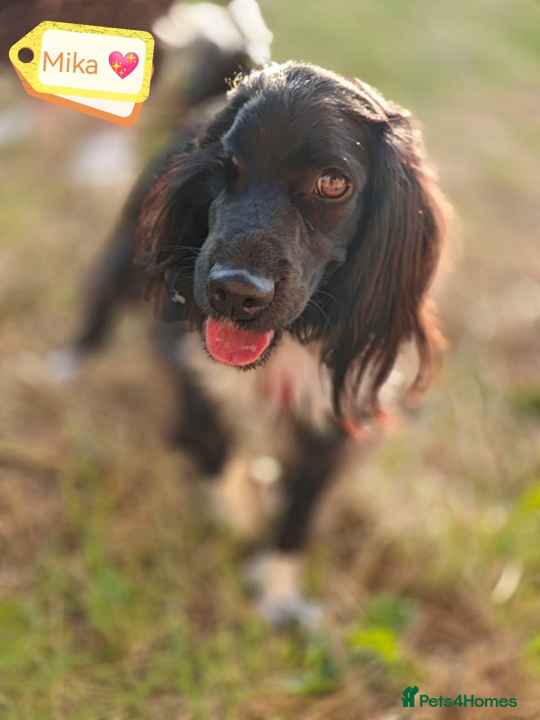 Cocker Spaniel dogs for adoption: 💖🐶 MIKA 🐶💖 - Image 5