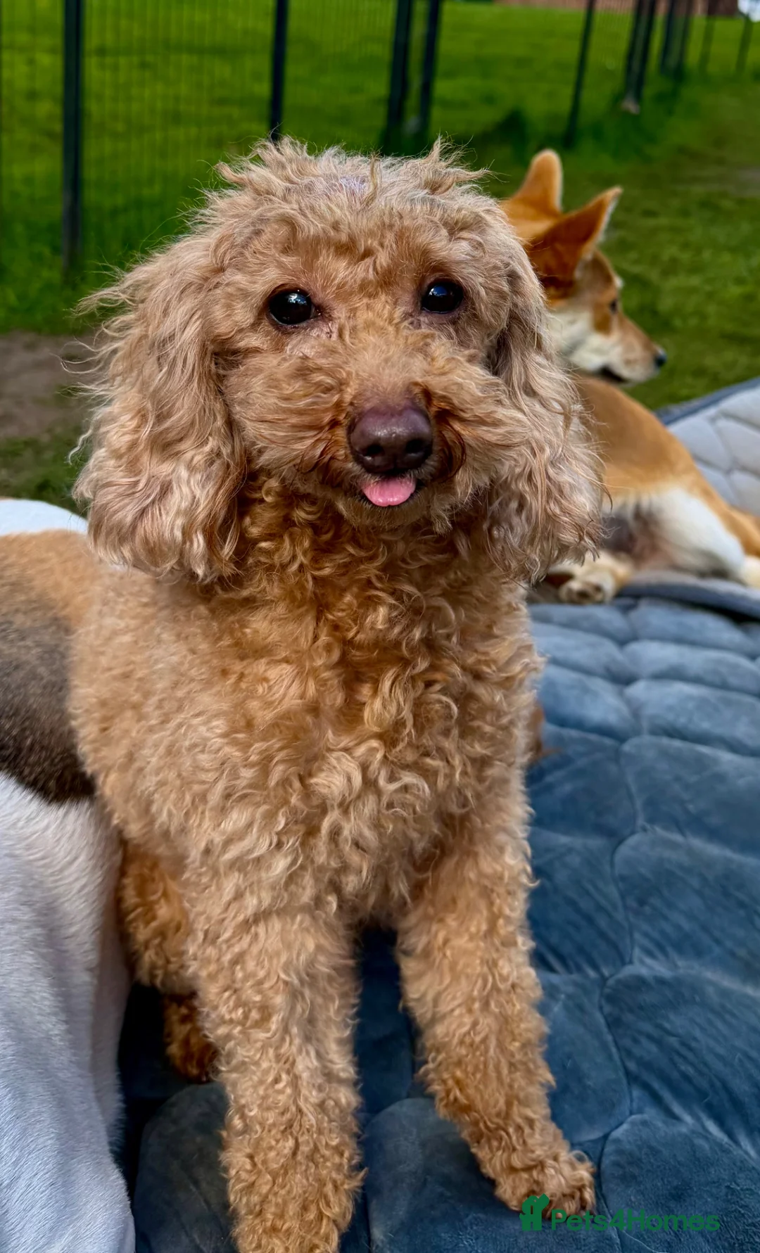 Toy Poodle dogs for adoption: 🐾 HONEY BEE – Female Toy Poodle 🐾 in West Malling - Advert 2