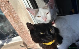 British Shorthair cats for sale: Rehome- Free - Image 3