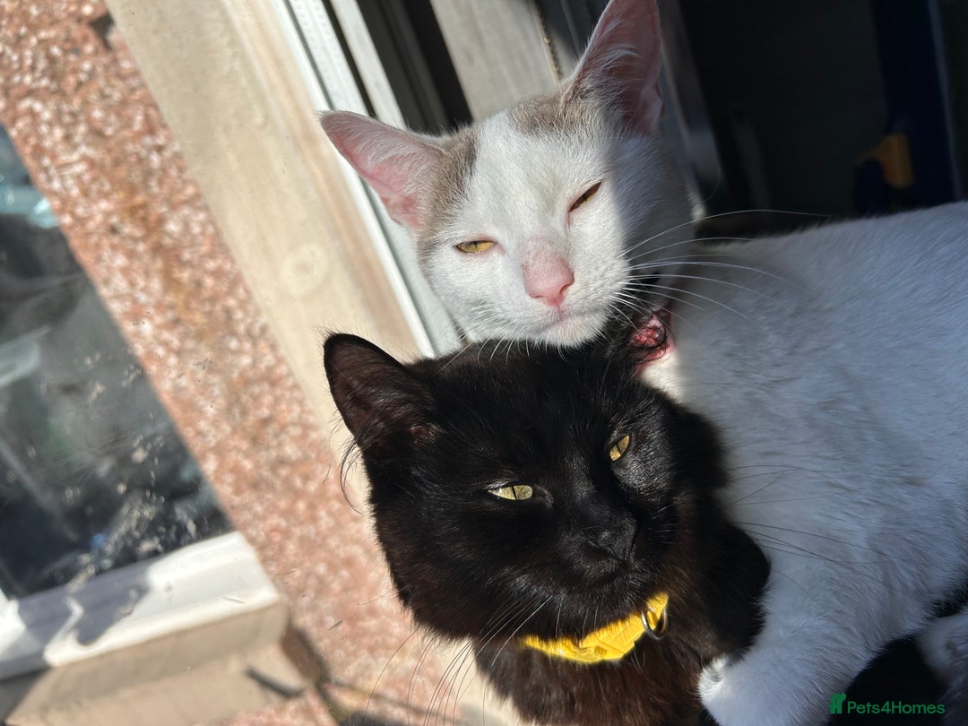 British Shorthair cats for sale: Rehome- Free - Image 3
