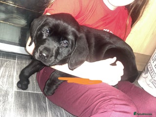 Labrador Retriever dogs READY NOW.Beautiful black KC registered Labradors - Advert 5