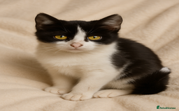 Mixed Breed cats for sale: Kittens ready now  - Image 4