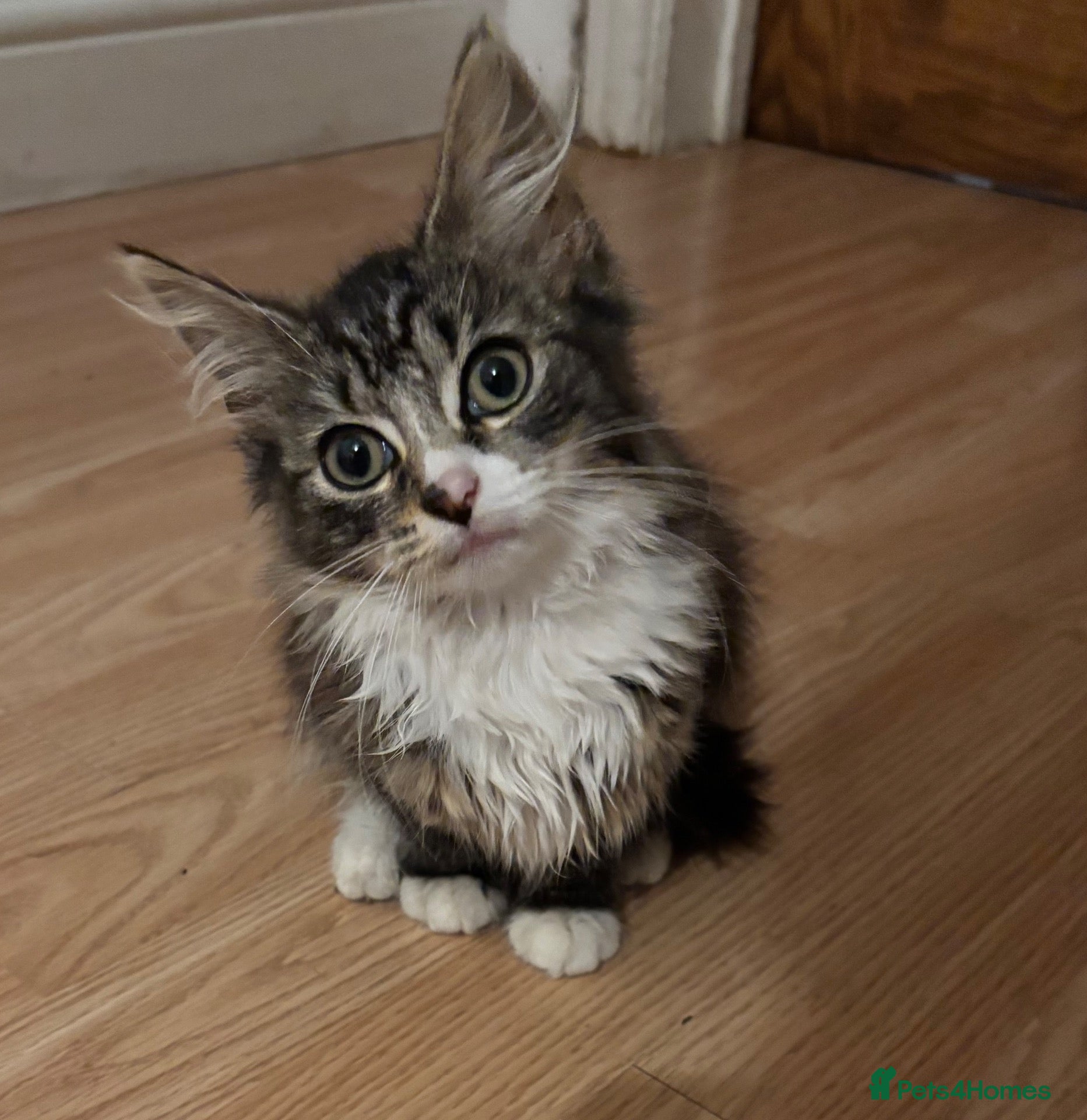 Mixed Breed cats 🐾 Beautiful Female Tabby Kitten 🐾 - Advert 1