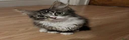 Mixed Breed cats for sale: 🐾 Beautiful Female Tabby Kitten 🐾 in Burton-on-Trent - Advert 1