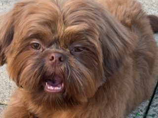 Shih Tzu dogs in Northampton - Advert 17