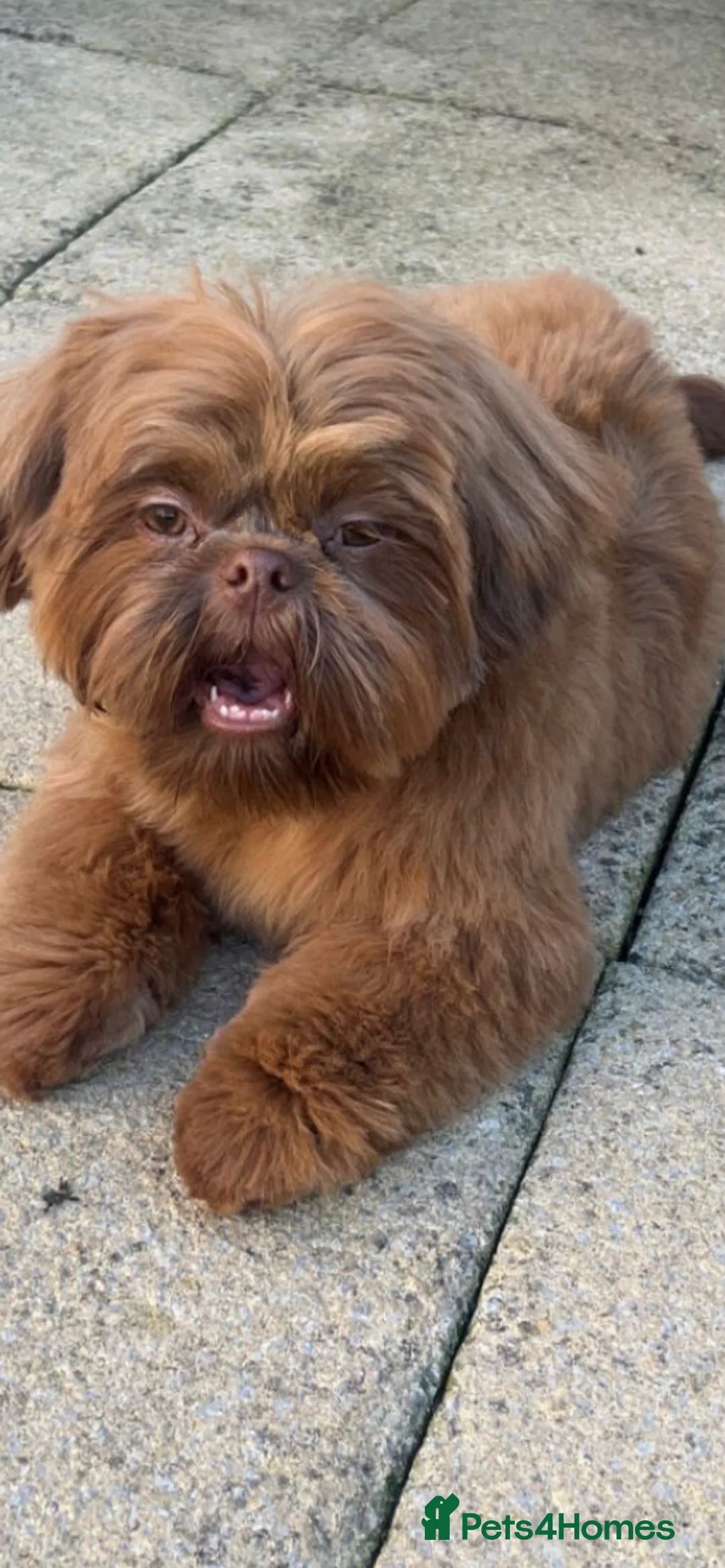 Shih Tzu dogs for stud: Imperial Shih Tzu for Stud (Karashishi Lines) - Advert 1