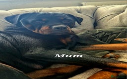Rottweiler dogs for sale: Rottweiler puppies - Image 22