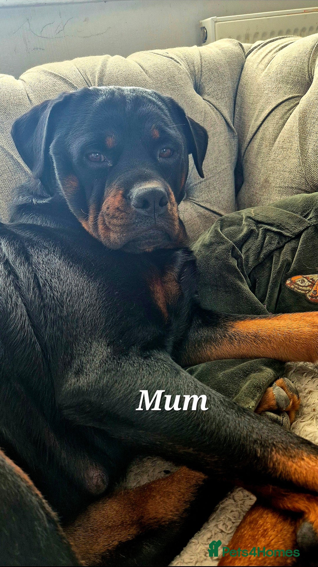 Rottweiler dogs for sale: Rottweiler puppies - Image 22