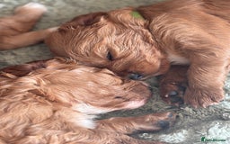 Cavapoo dogs for sale: King Charles Cavalier x Cavapoo - Image 14