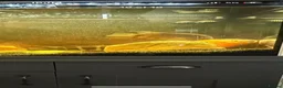 Cichlids fish for sale: 3 Cichlids and 1 Cat fish - Advert 3