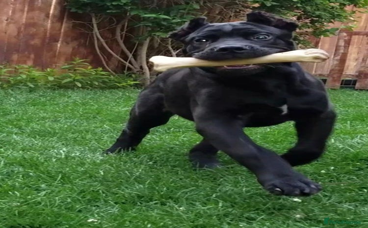 Cane Corso dogs - Advert 1