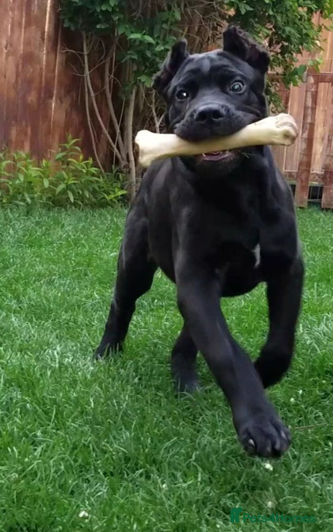 Cane Corso dogs for sale: Lovely 9 Months Old Cane Corso - Image 1