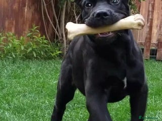 Cane Corso dogs - Advert 5