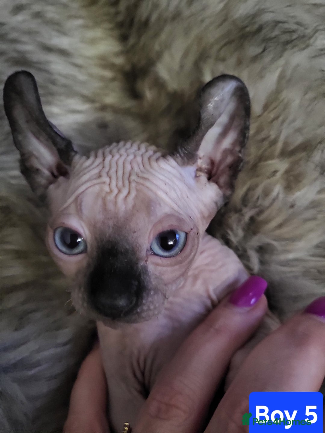 Sphynx cats for sale: 🌟 Sphynx Kittens – 5 Friendly Boys Ready Soon! 🌟 - Image 24