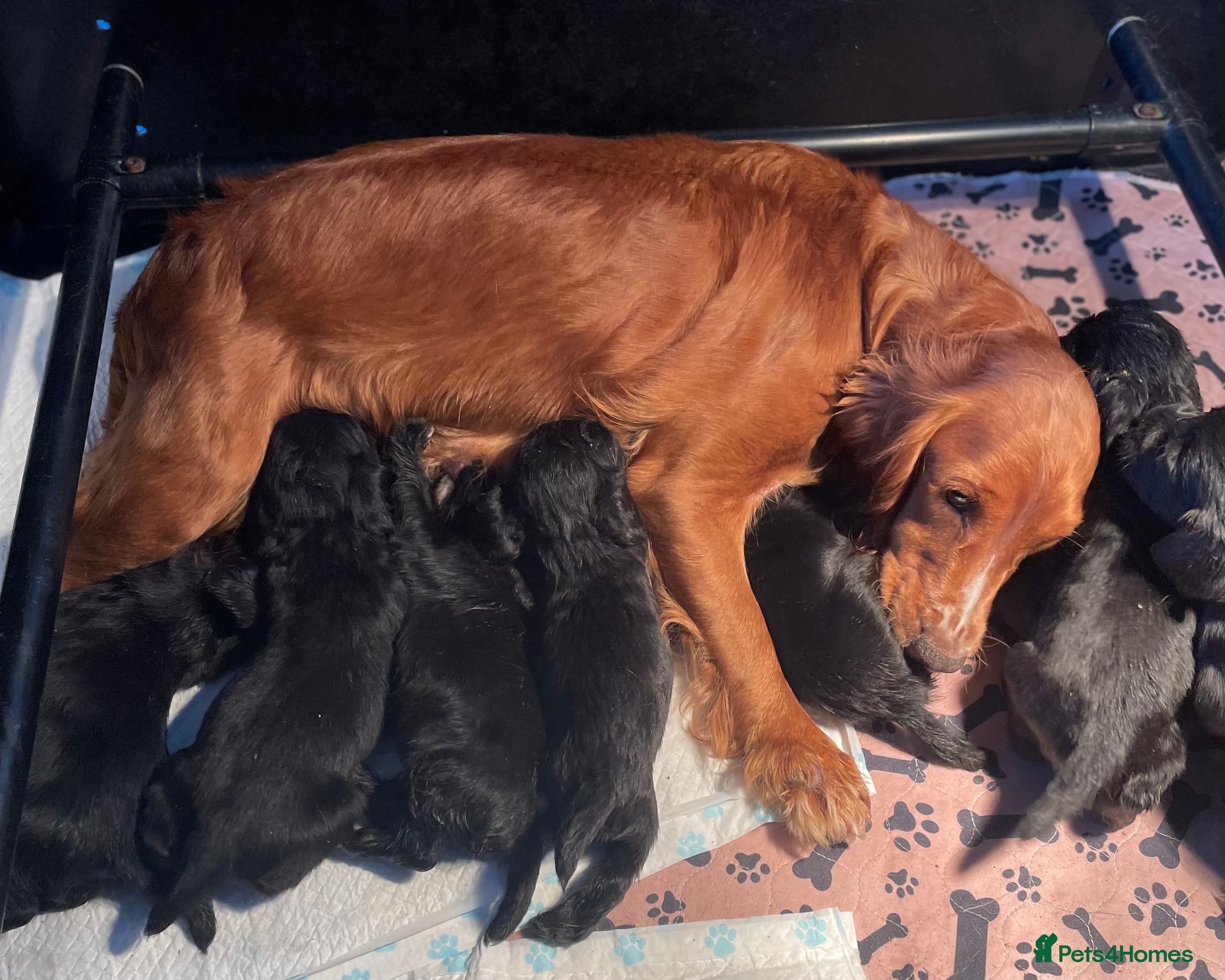 Cocker Spaniel dogs Cocker spaniel puppies - Advert 1