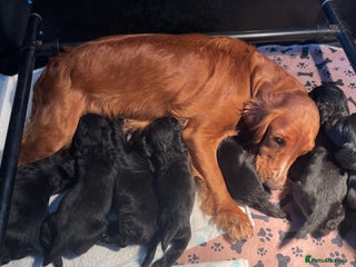 Cocker Spaniel dogs Cocker spaniel puppies - Advert 3