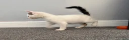 Mixed Breed cats for sale: Litter of lovely kittens - Advert 5