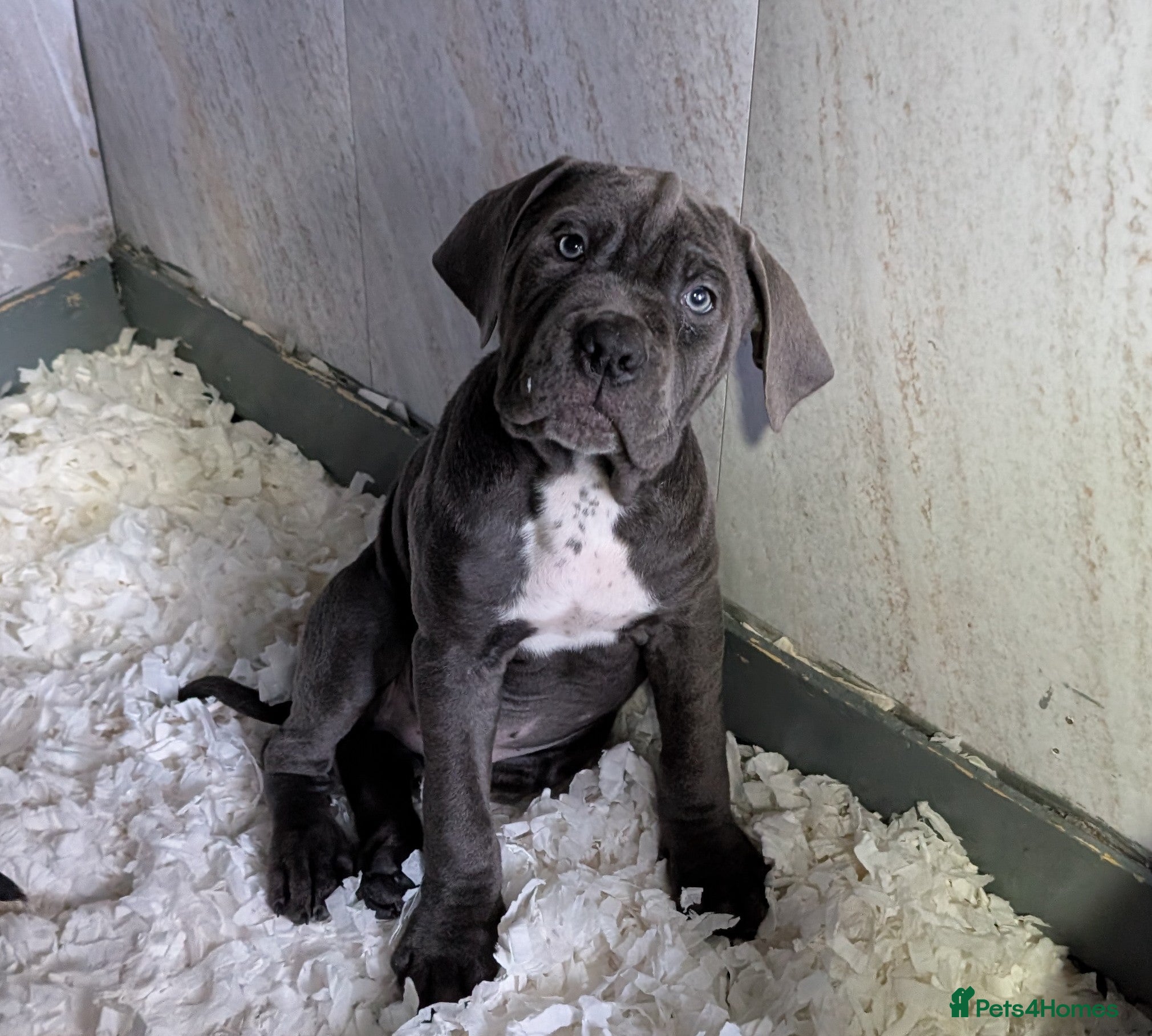 Cane Corso dogs Cane corso puppies  - Advert 3