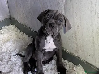 Cane Corso dogs Cane corso puppies - Advert 5