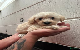Schnoodle dogs for sale: Beautiful Schnoodle puppys - Image 9