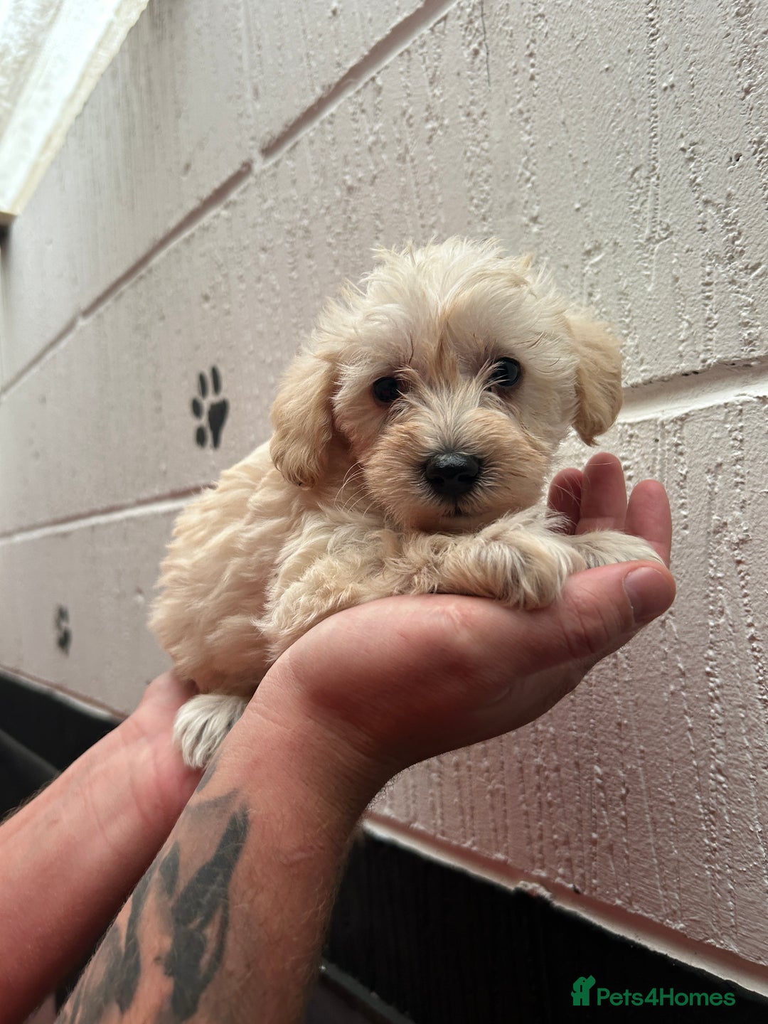 Schnoodle dogs for sale: Beautiful Schnoodle puppys - Image 9