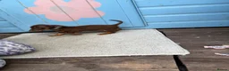 Jackshund dogs for sale: Dachshunds x jackrussell puppys - Advert 8