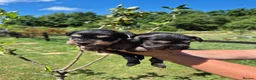 Miniature Schnauzer dogs for sale: KC Registered Health Tested Miniature Schnauzers - Advert 4