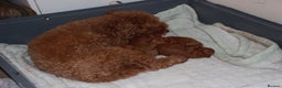 Toy Poodle dogs for sale: Beautiful solid red KC toy poodle - Advert 3