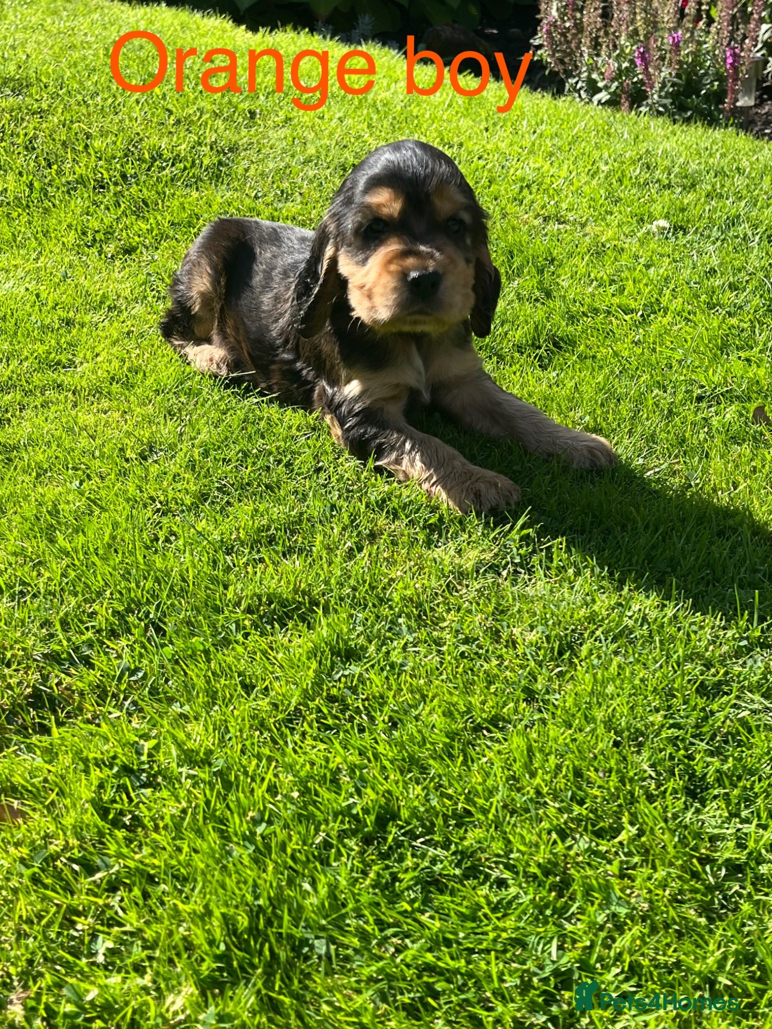 Cocker Spaniel dogs Kc reg show cockers - Advert 2