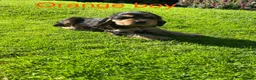 Cocker Spaniel dogs for sale:  Kc reg show cockers last 2 remaining - Advert 10