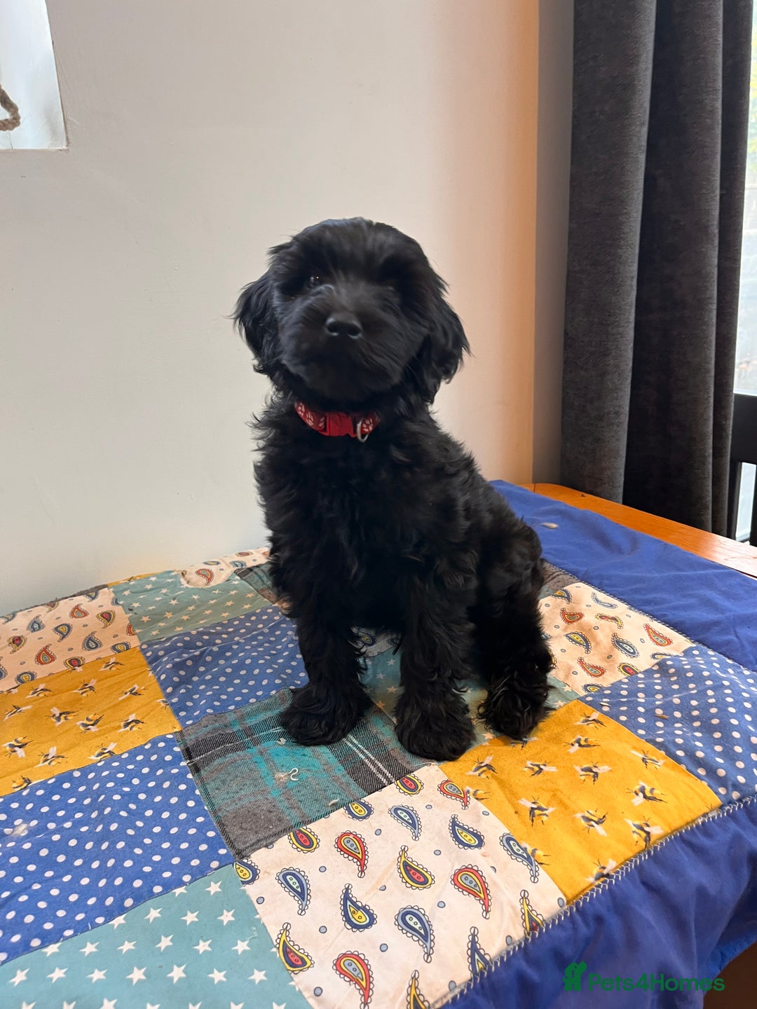 Australian Labradoodle dogs for sale: Home raised, DNA tested, Australian Labradoodles - Advert 2