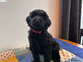 Australian Labradoodle dogs Home raised, DNA tested, Australian Labradoodles - Advert 4