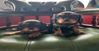 Cavalier King Charles Spaniel dogs - Advert 3