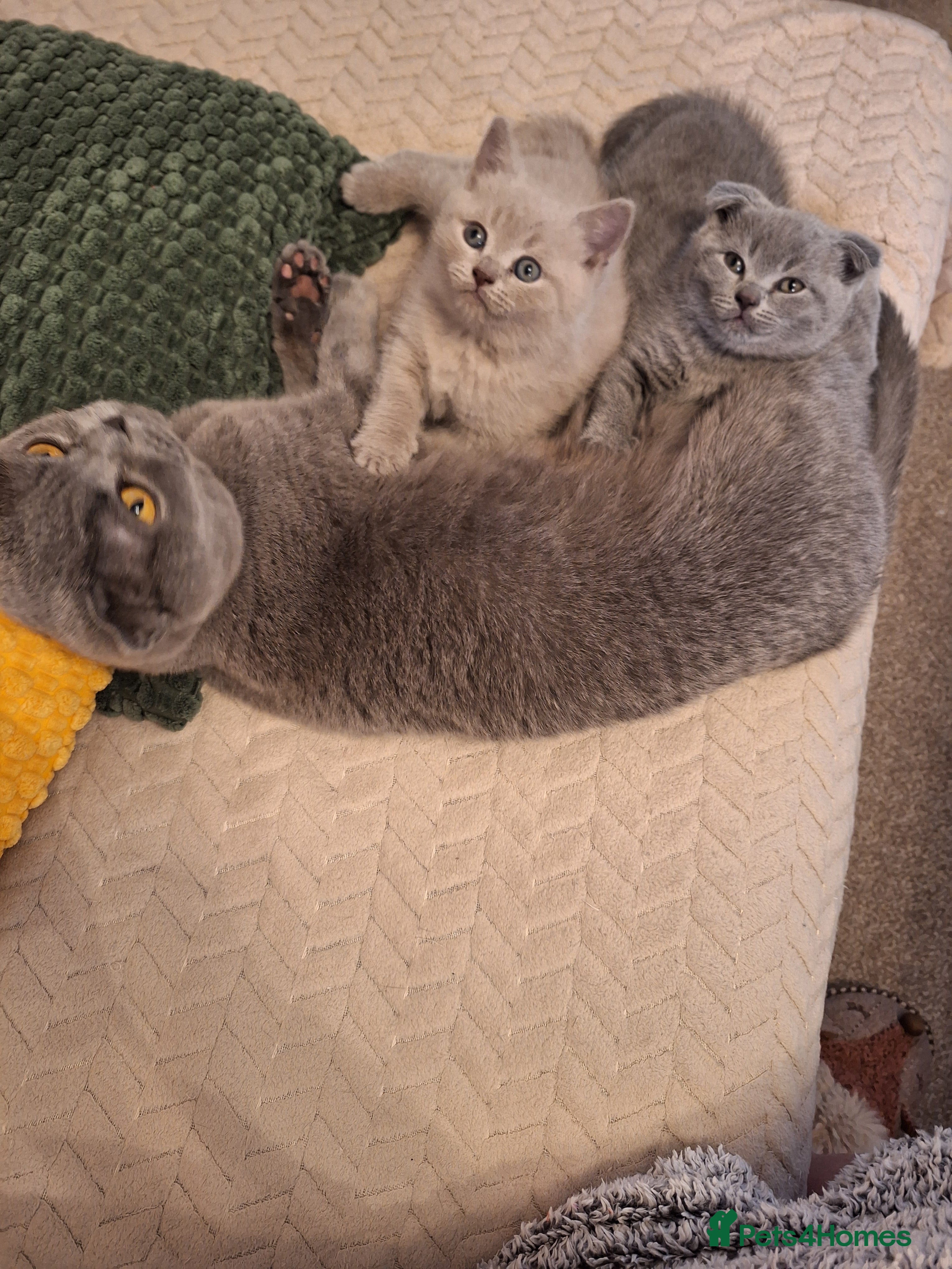 Scottish Fold cats Kittens for sale - Advert 1