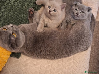 Scottish Fold cats Kittens for sale - Advert 1