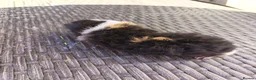 Guinea Pig rodents for sale: 2 baby girl guinea pigs  - Advert 4