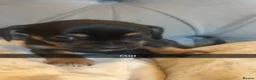 Jackshund dogs for sale: Dachshund x Jack Russel   - Advert 7