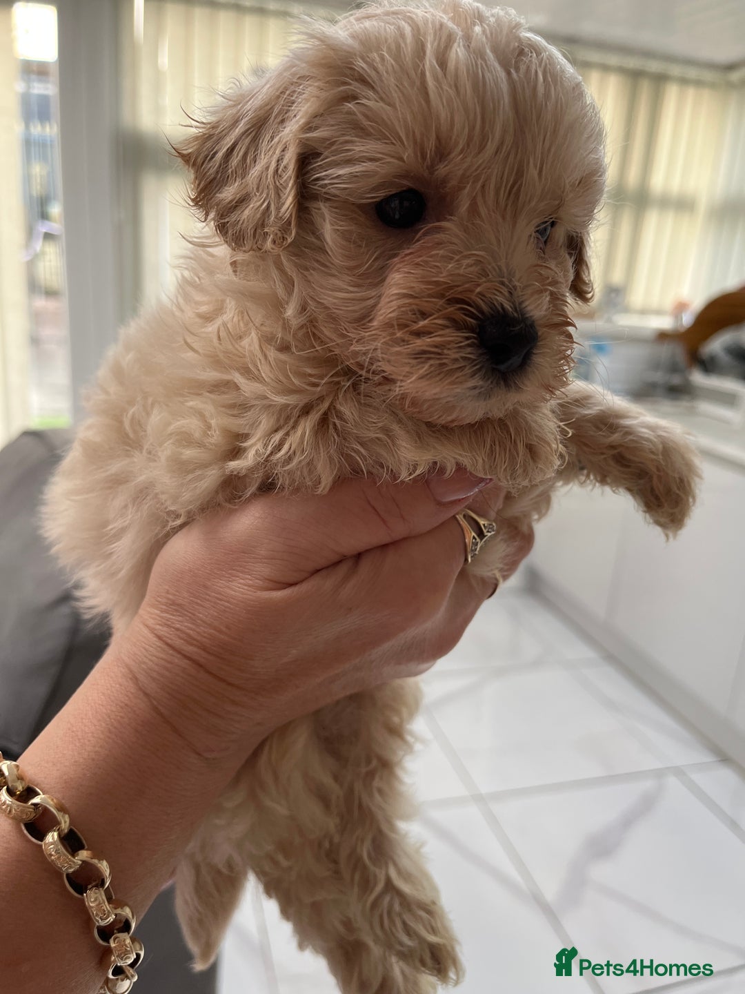 Maltipoo dogs for sale: Miniature multipoint puppies - Advert 6
