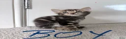 Mixed Breed cats for sale: Beautiful Mixed Breed Kittens.  - Advert 5