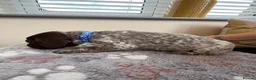 German Shorthaired Pointer dogs for sale: Stunning German Shorthaired Pointer Pups KC Reg'd - Advert 26