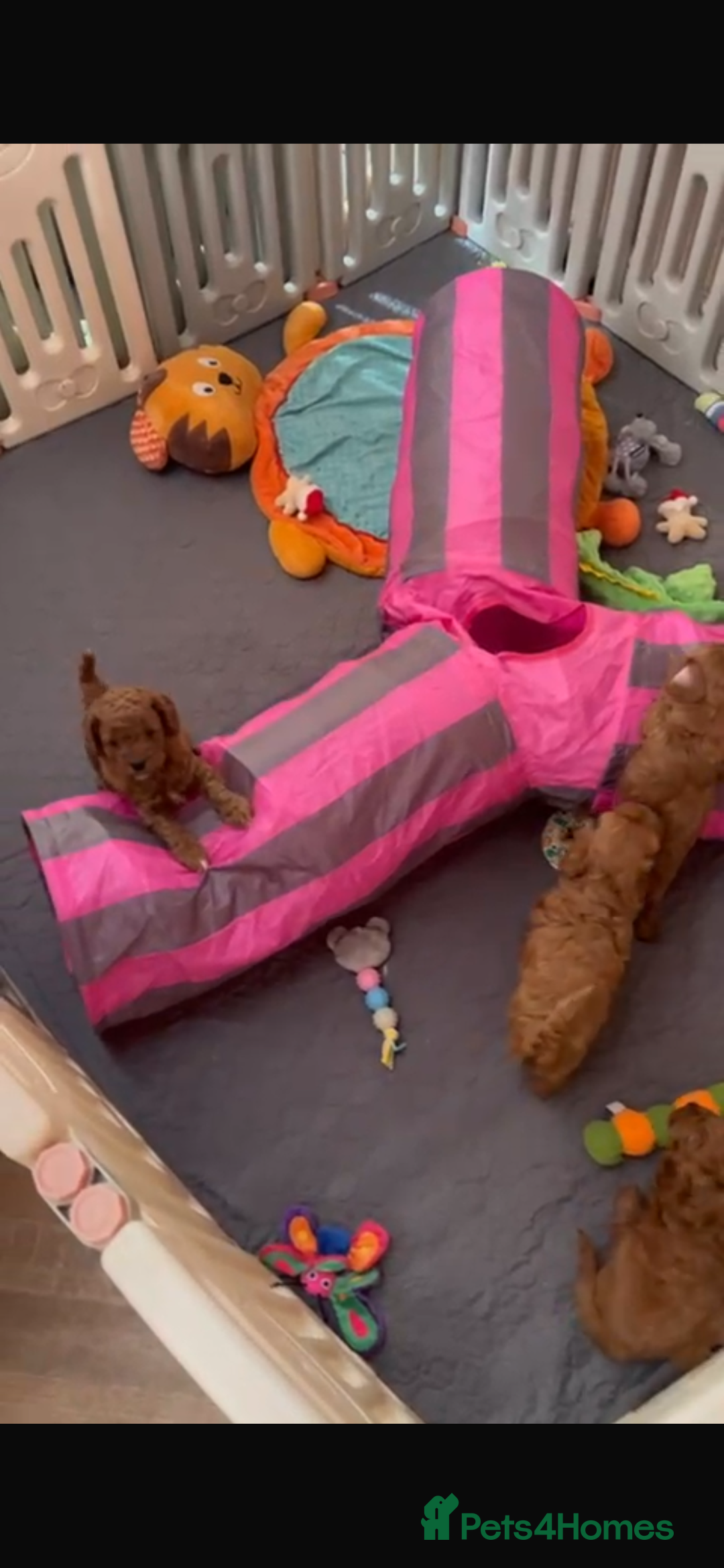 Cavapoo dogs for sale: Merlesque 5⭐️⭐️⭐️⭐️⭐️F1b Cavapoo’s  - Image 5