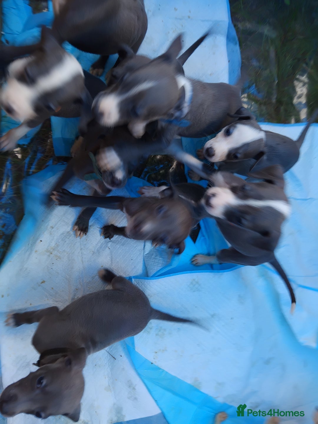 Mixed Breed dogs for sale: Italian Greyhound x Whippet puppies - Image 22