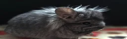 Chinchilla rodents for sale: A verity of Chinchillas rpa/rpac - Advert 14
