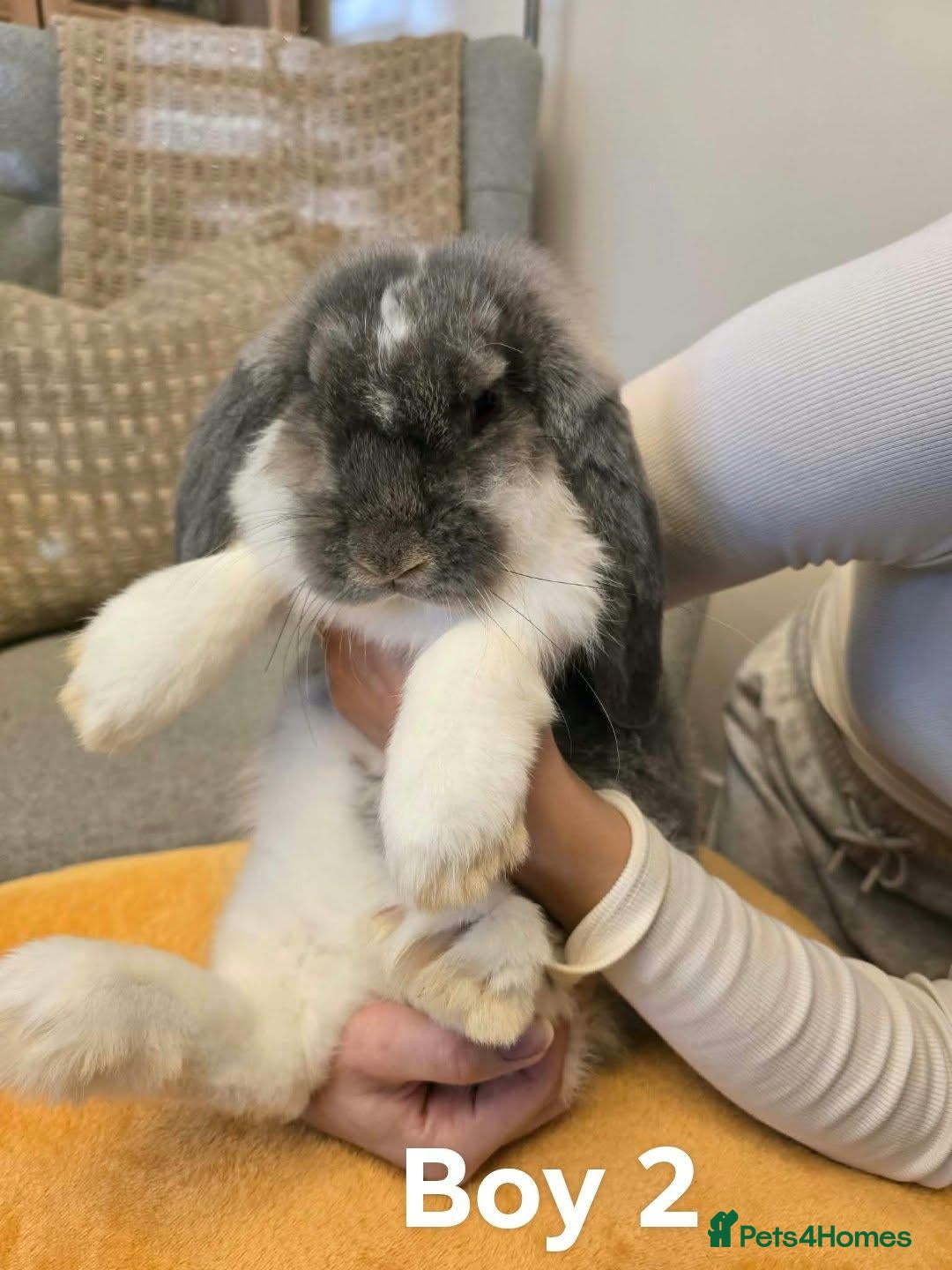 French Lop rabbits Pure Bread French Lops  - Advert 1